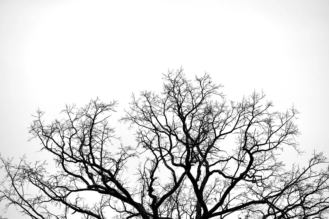 Bazi Career Choice How Can Bazi Help You Choose the Right Career? chinese metaphysics illustration zen style