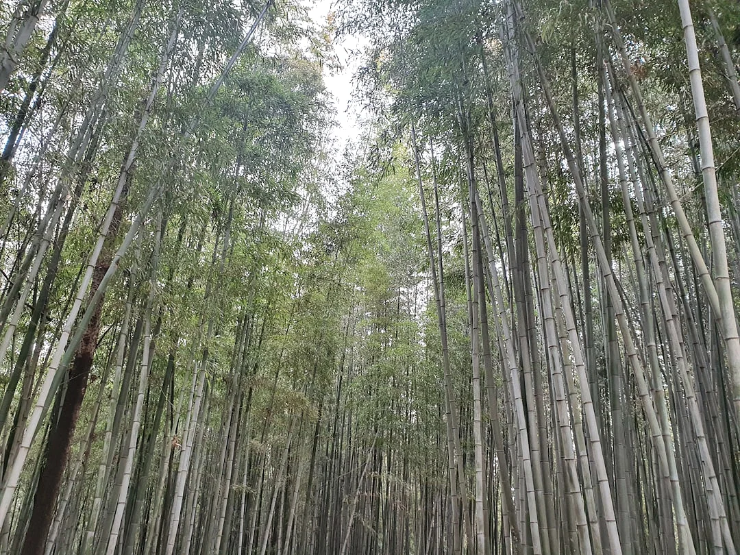 Bazi entrepreneurial ability How Can Bazi Show Entrepreneurial Ability? chinese metaphysics illustration abstract energy