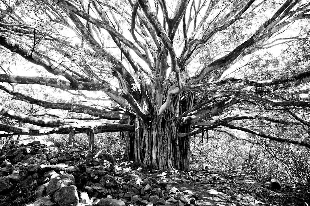 Different Elements Approach Work How Do Different Elements Approach Work? chinese metaphysics illustration zen style