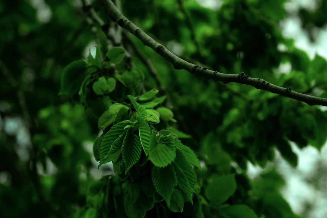 Bazi Financial Strength How Does Bazi Reveal Your Financial Strength? chinese metaphysics illustration zen style