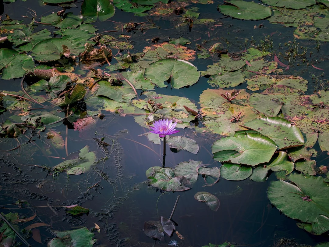 career strengths How Does Your Chart Reveal Career Strengths? chinese metaphysics illustration abstract energy