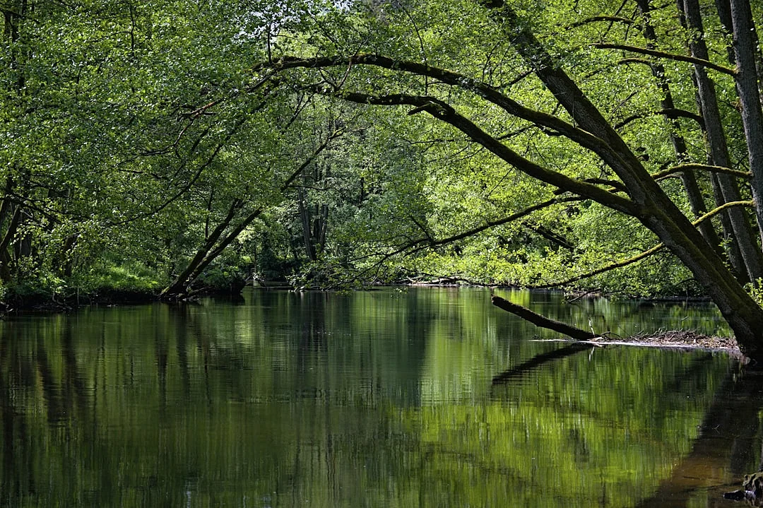 Patrones Bazi habilidad empresarial Patrones Bazi para habilidad empresarial: ruta de éxito chinese metaphysics illustration zen style