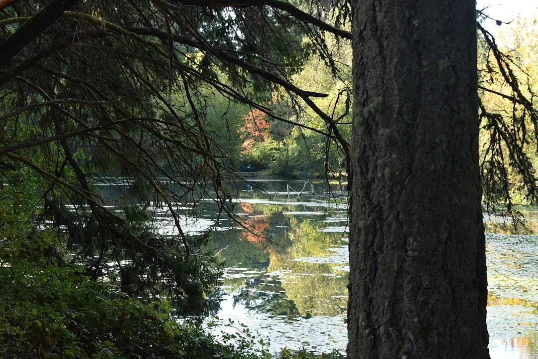 Días maestros ¿Qué días maestros son naturalmente competitivos? chinese metaphysics illustration zen style