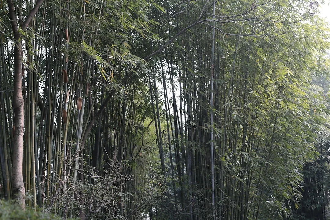 Importancia de los Celestes de los Rastros en Bazi Importancia Celestes de los Rastros en Análisis de Bazi chinese metaphysics illustration abstract energy